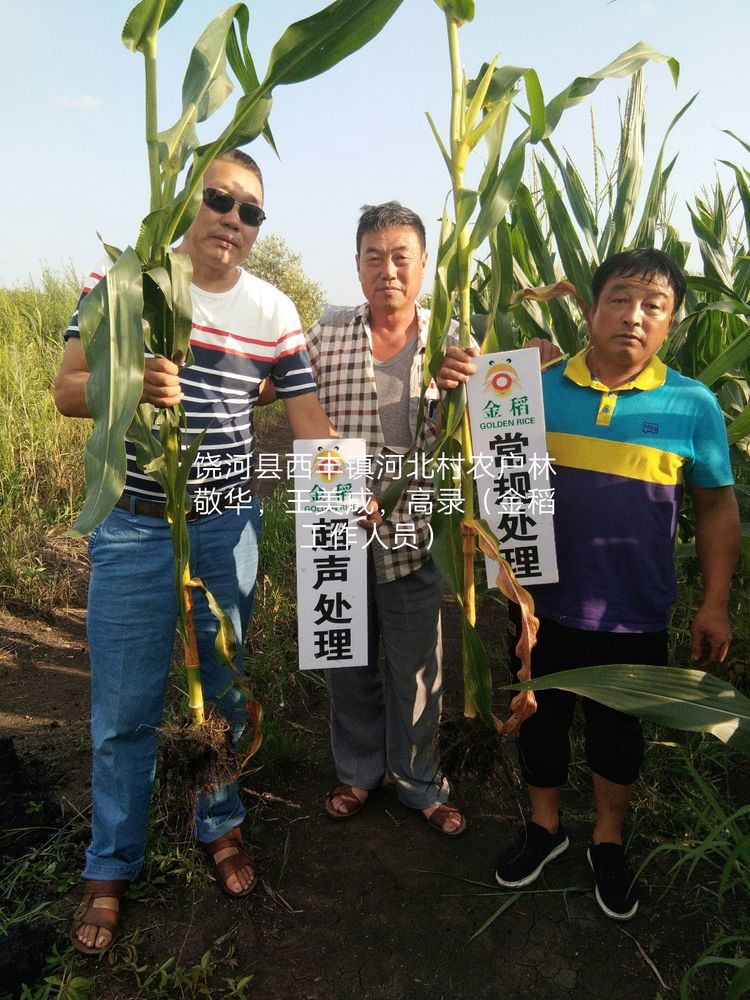 黑龍江雙鴨山市與佳木斯市的超聲波玉米、水稻種植田調查